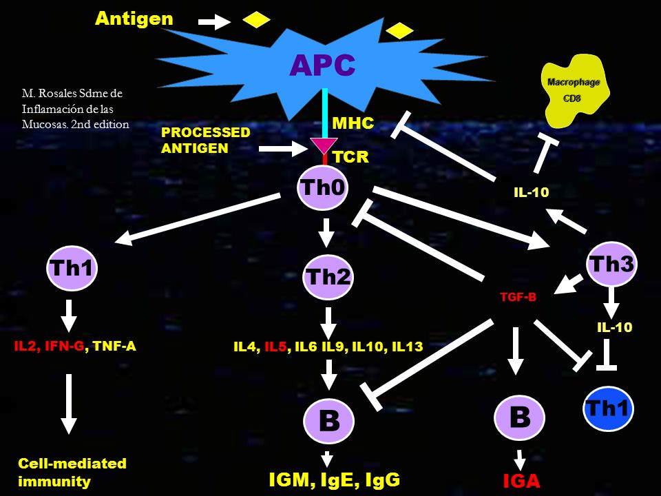APC B B Th0 Th3 Th1 Th2 Th1 Antigen IGM, IgE, IgG IGA MHC TCR IL-10