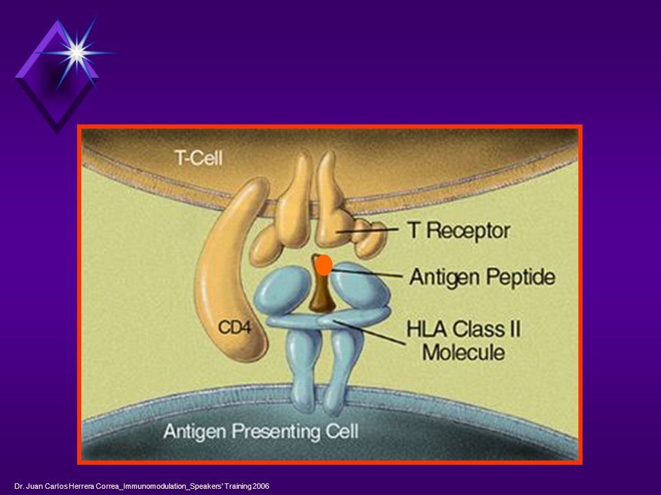 Dr. Juan Carlos Herrera Correa_Immunomodulation_Speakers Training 2006