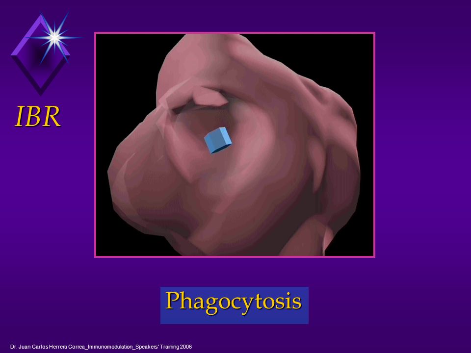 IBR Phagocytosis Dr. Juan Carlos Herrera Correa_Immunomodulation_Speakers Training 2006