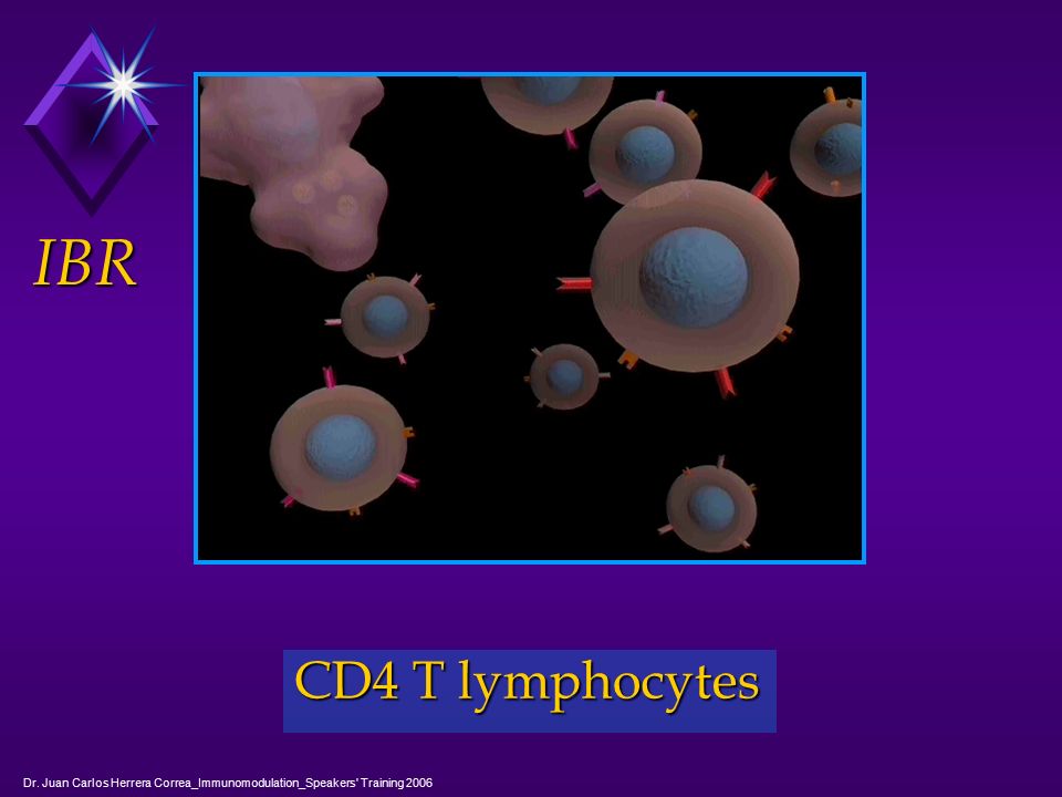 IBR CD4 T lymphocytes Dr. Juan Carlos Herrera Correa_Immunomodulation_Speakers Training 2006