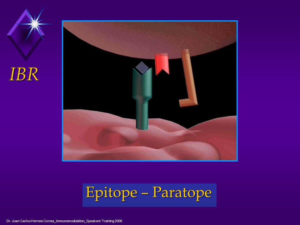 IBR Epitope – Paratope Dr. Juan Carlos Herrera Correa_Immunomodulation_Speakers Training 2006