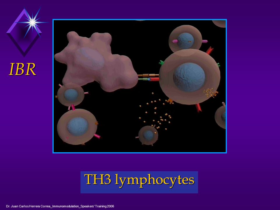 IBR TH3 lymphocytes Dr. Juan Carlos Herrera Correa_Immunomodulation_Speakers Training 2006