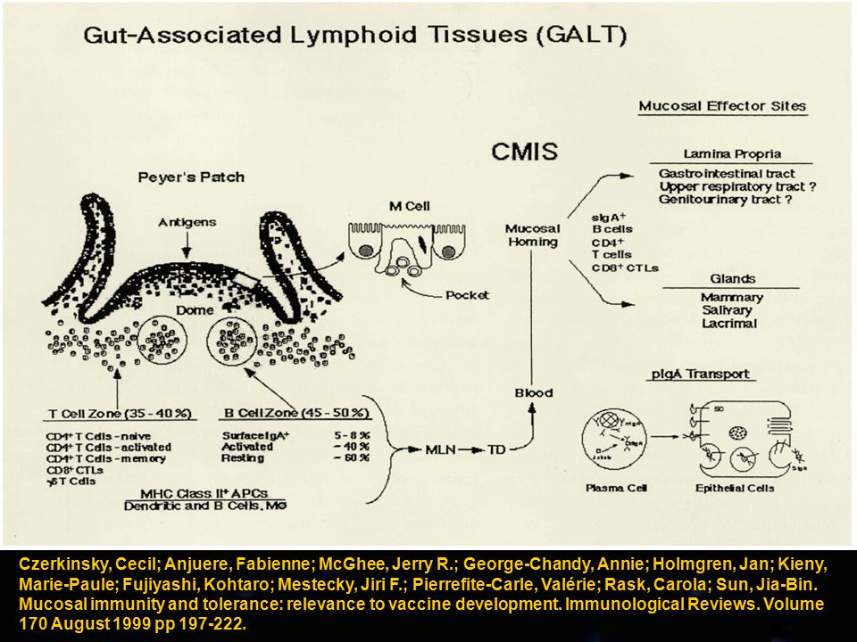 Esta en homing 2V. Fig. 2. Gut-associated lymphoid tissues (GALT) and the common mucosal immune system (CMIS). MLN, mesenterial lymph node; TD, thoracic duct; M cell, membranous cell; pIgA, polymeric IgA.