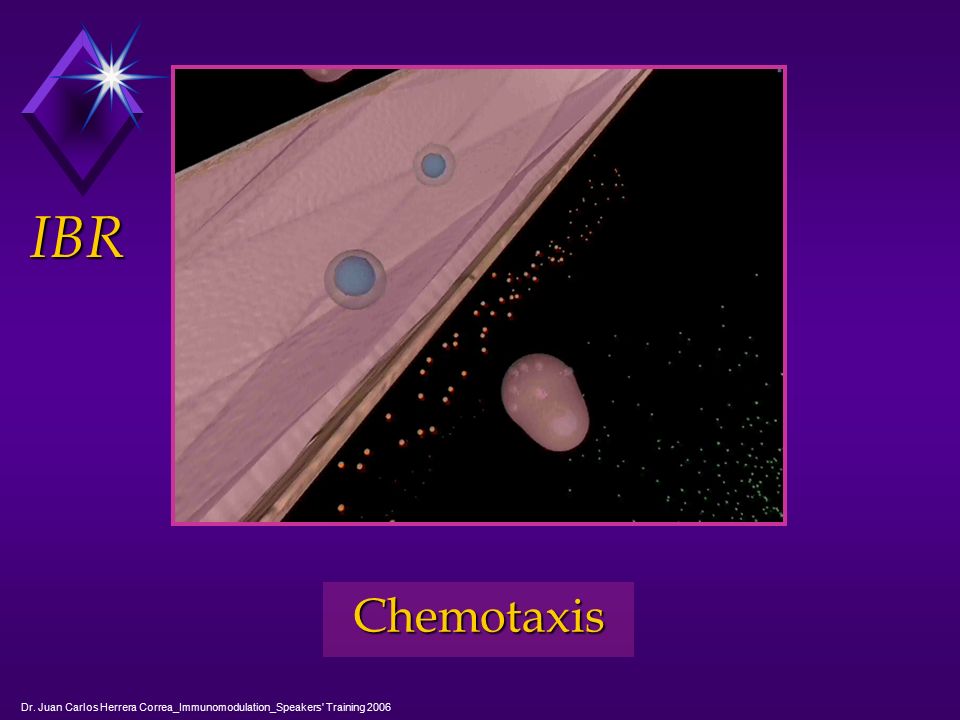 IBR Chemotaxis Dr. Juan Carlos Herrera Correa_Immunomodulation_Speakers Training 2006