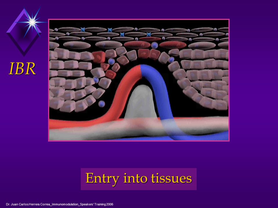 IBR Entry into tissues Dr. Juan Carlos Herrera Correa_Immunomodulation_Speakers Training 2006