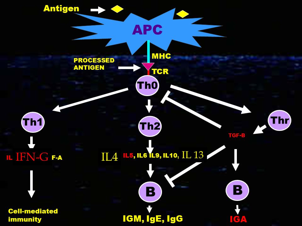 APC B B IFN-G IL4 Th0 Thr Th1 Th2 IL 13 Antigen IGM, IgE, IgG IGA MHC