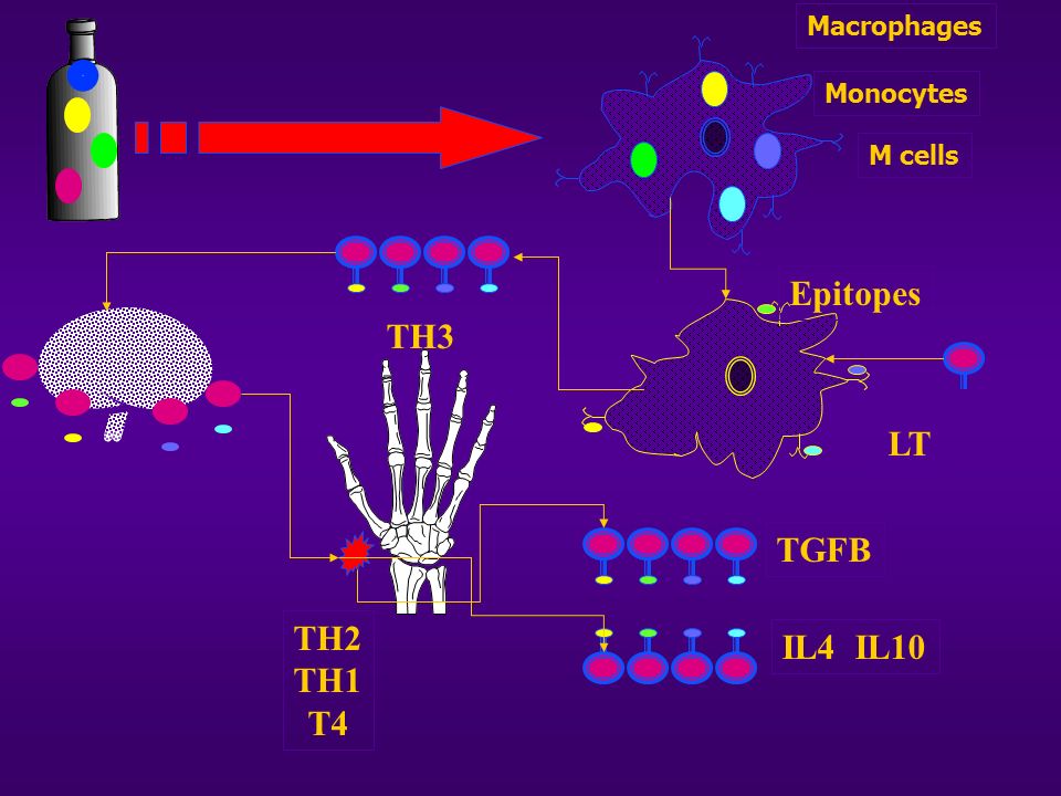 Macrophages Monocytes M cells Epitopes TH3 LT TGFB TH2 TH1 T4 IL4 IL10