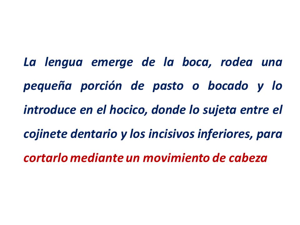 La lengua emerge de la boca, rodea una pequeña porción de pasto o bocado y lo introduce en el hocico, donde lo sujeta entre el cojinete dentario y los incisivos inferiores, para cortarlo mediante un movimiento de cabeza
