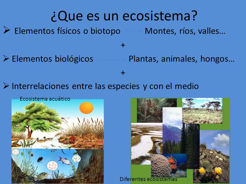 ¿Que es un ecosistema Elementos físicos o biotopo Montes, ríos, valles… + Elementos biológicos Plantas, animales, hongos…