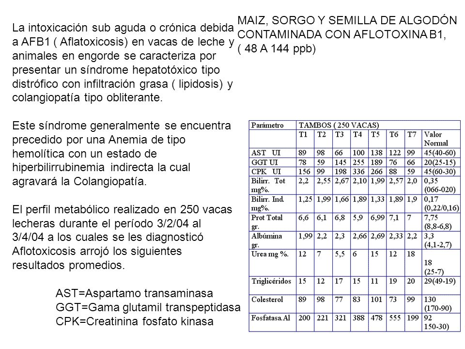 Es fundamental tener en cuenta que la intoxicación subaguda o crónica debida a AFB1 ( Aflatoxicosis) en vacas de leche y animales en engorde se caracteriza por presentar un síndrome hepatotóxico tipo distrófico con infiltración grasa ( lipidosis) y colangiopatía tipo obliterante. Este síndrome generalmente se encuentra precedido por una Anemia de tipo hemolítica con un estado de hiperbilirrubinemia indirecta la cual agravará la Colangiopatía.