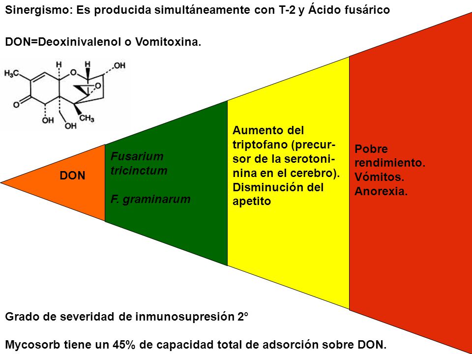 DON Fusarium tricinctum. F. graminarum. Aumento del triptofano (precur- sor de la serotoni-nina en el cerebro).