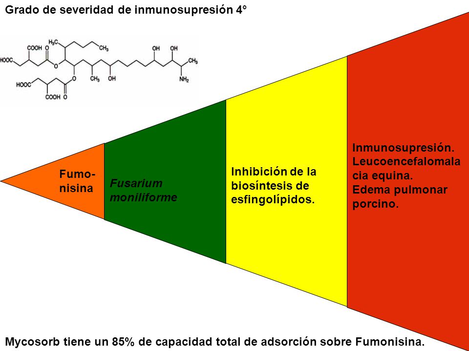 Fumo- nisina Fusarium moniliforme. Inhibición de la biosíntesis de esfingolípidos. Inmunosupresión.