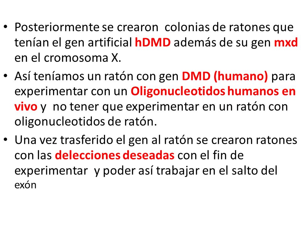 Posteriormente se crearon colonias de ratones que tenían el gen artificial hDMD además de su gen mxd en el cromosoma X.