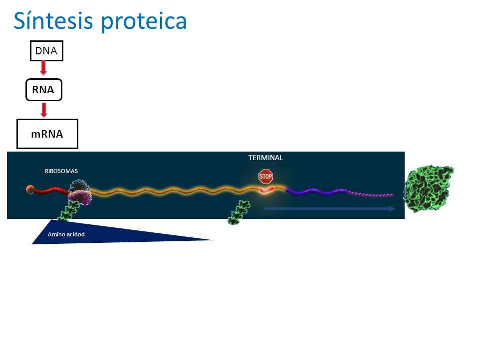 Traducción de la información genética en la producción de proteínas