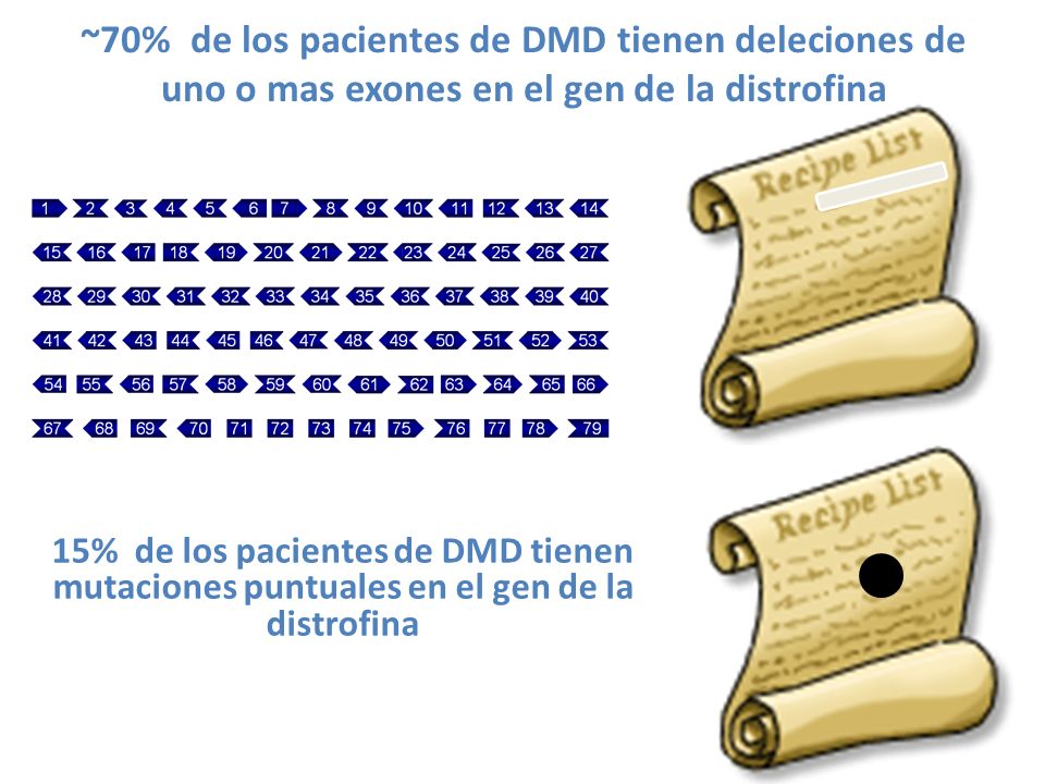 ~70% de los pacientes de DMD tienen deleciones de uno o mas exones en el gen de la distrofina