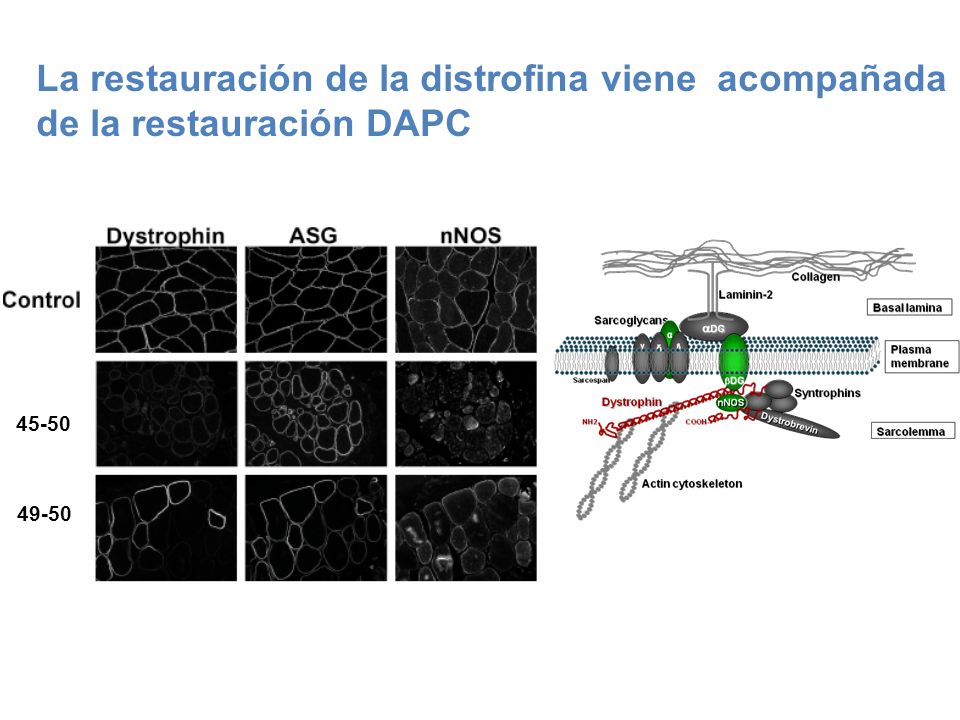 La restauración de la distrofina viene acompañada de la restauración DAPC
