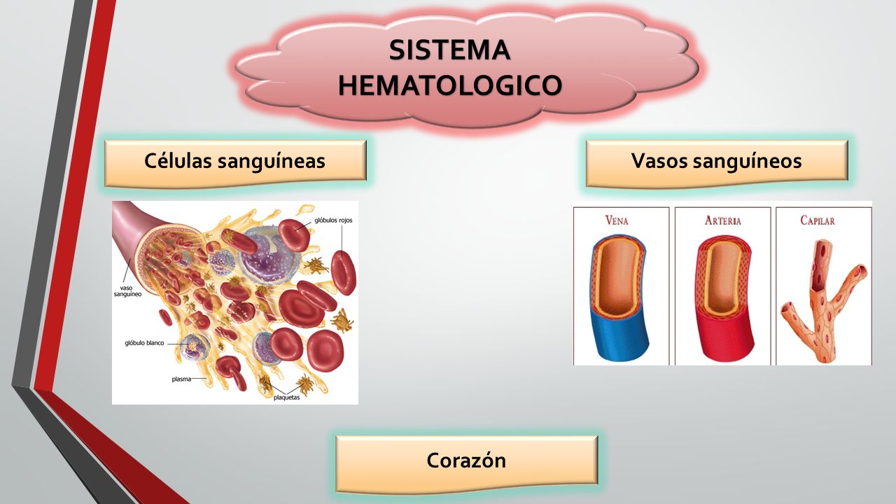 SISTEMA HEMATOLOGICO Células sanguíneas Vasos sanguíneos Corazón