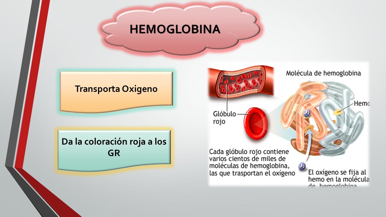 Da la coloración roja a los GR