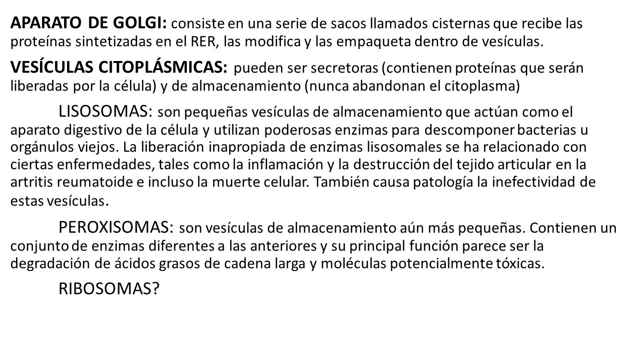 APARATO DE GOLGI: consiste en una serie de sacos llamados cisternas que recibe las proteínas sintetizadas en el RER, las modifica y las empaqueta dentro de vesículas.