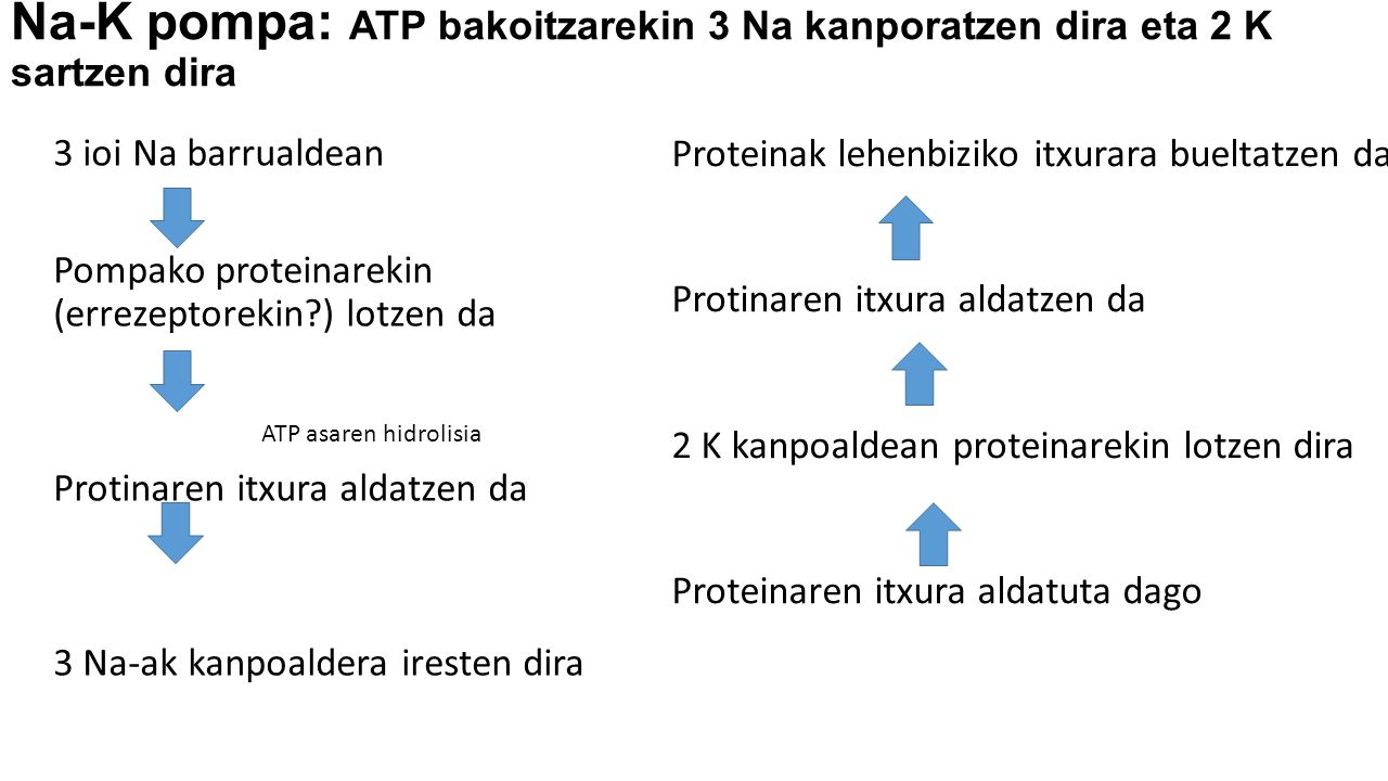 Na-K pompa: ATP bakoitzarekin 3 Na kanporatzen dira eta 2 K sartzen dira