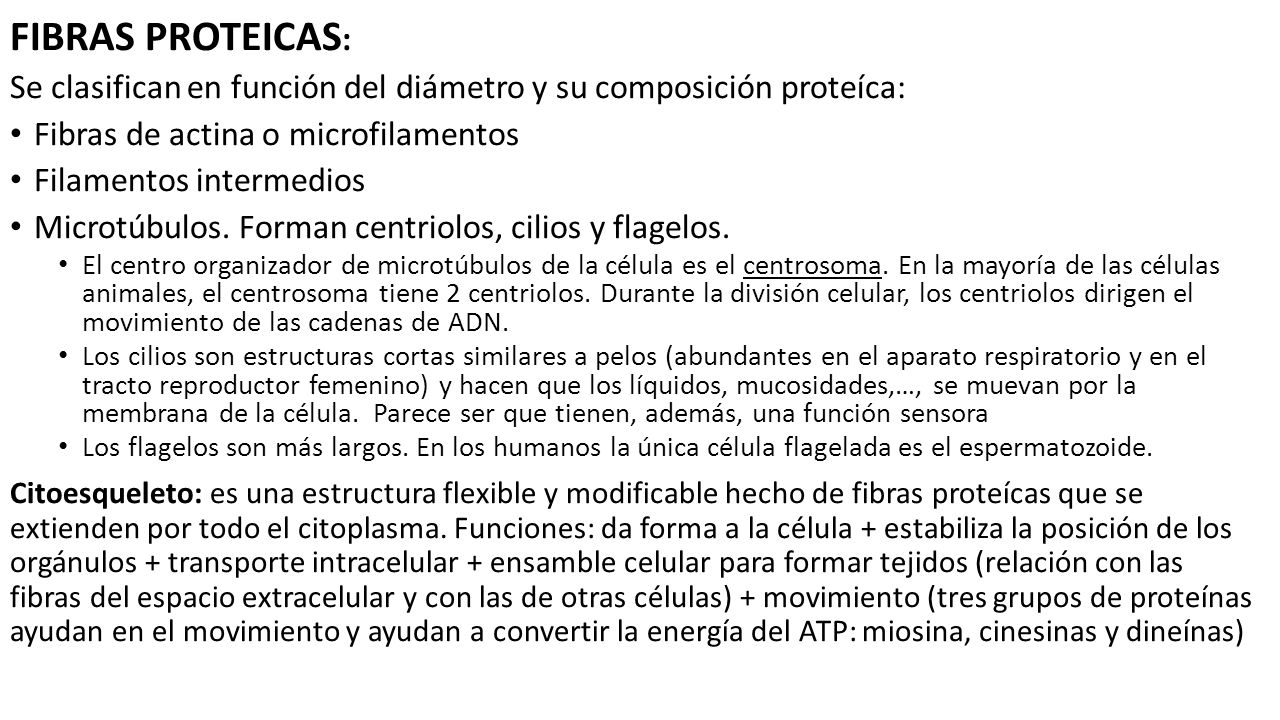 FIBRAS PROTEICAS: Se clasifican en función del diámetro y su composición proteíca: Fibras de actina o microfilamentos.