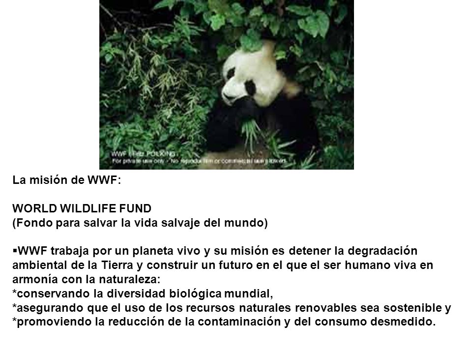 La misión de WWF: WORLD WILDLIFE FUND. (Fondo para salvar la vida salvaje del mundo)