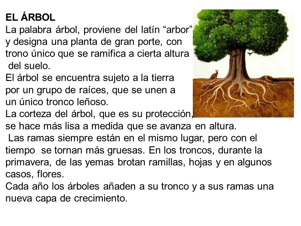 EL ÁRBOL La palabra árbol, proviene del latín arbor y designa una planta de gran porte, con. trono único que se ramifica a cierta altura.