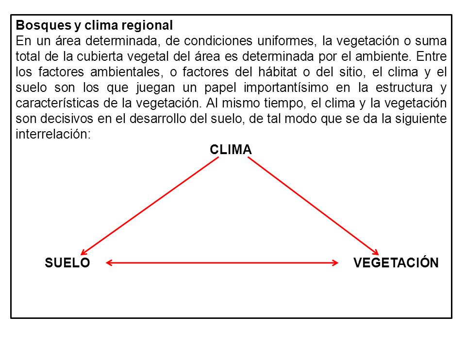 Bosques y clima regional