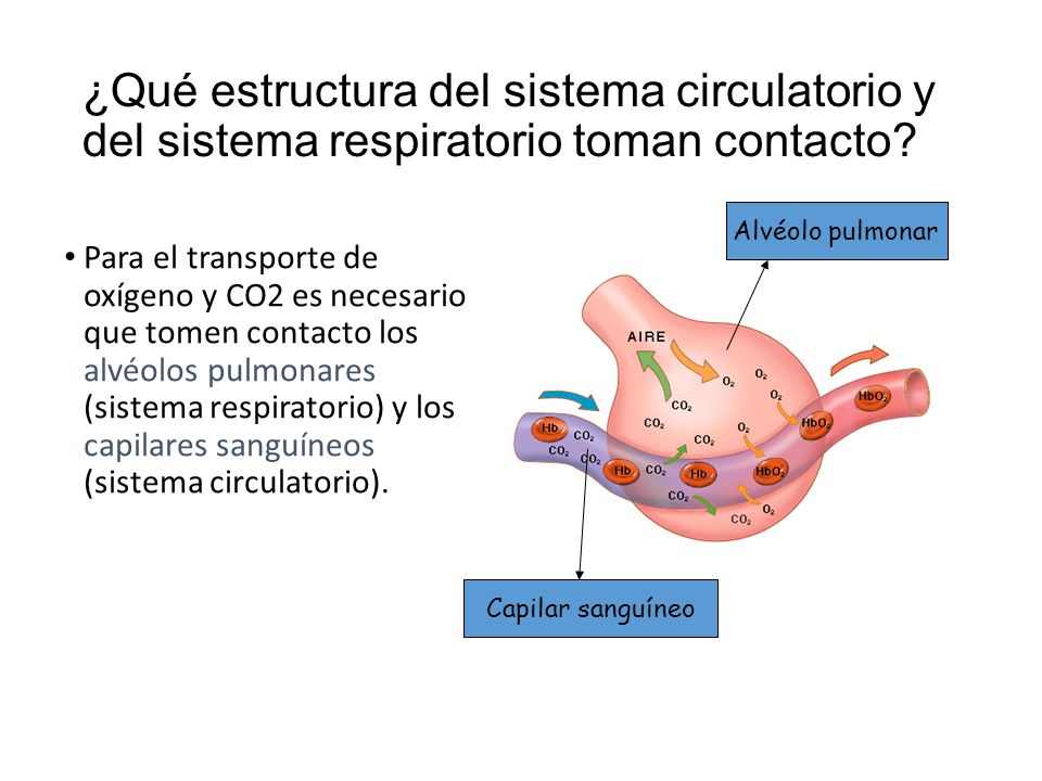 ¿Qué estructura del sistema circulatorio y del sistema respiratorio toman contacto