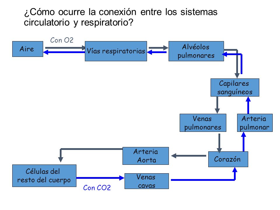 ¿Cómo ocurre la conexión entre los sistemas circulatorio y respiratorio