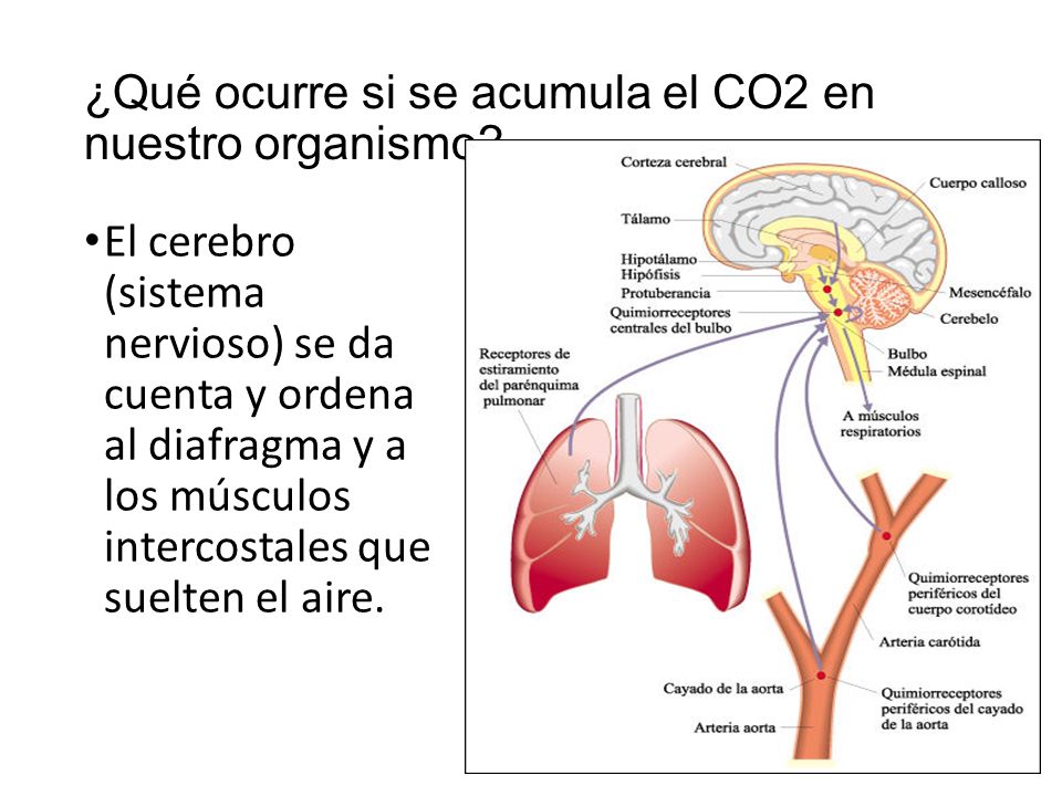 ¿Qué ocurre si se acumula el CO2 en nuestro organismo