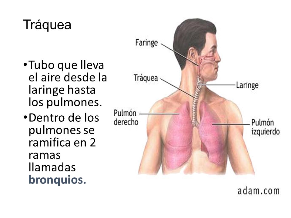Tráquea Tubo que lleva el aire desde la laringe hasta los pulmones.