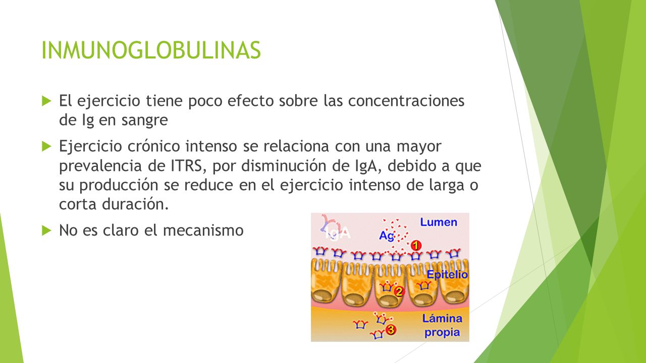 INMUNOGLOBULINAS El ejercicio tiene poco efecto sobre las concentraciones de Ig en sangre.