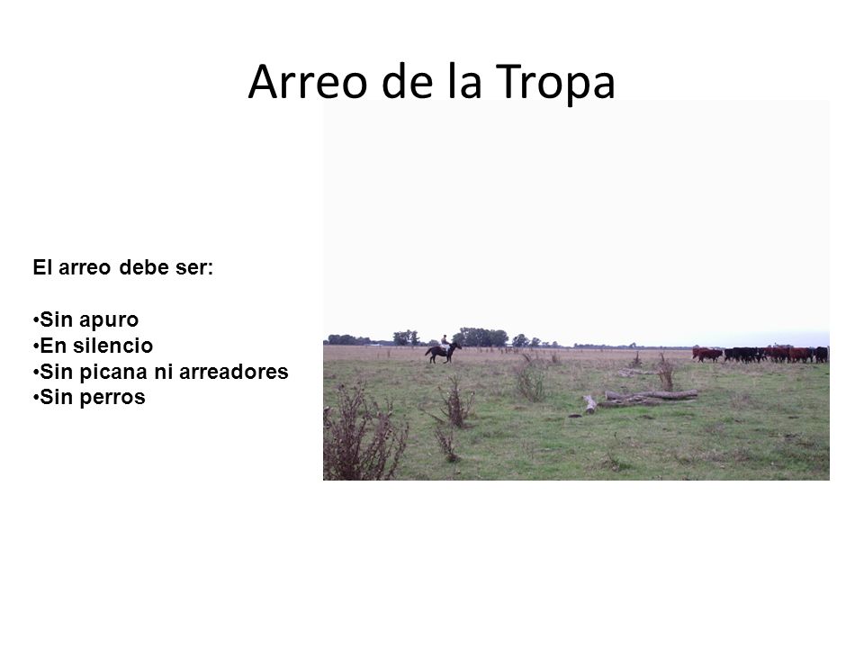 Arreo de la Tropa El arreo debe ser: Sin apuro En silencio
