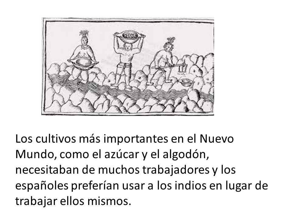 Los cultivos más importantes en el Nuevo Mundo, como el azúcar y el algodón, necesitaban de muchos trabajadores y los españoles preferían usar a los indios en lugar de trabajar ellos mismos.