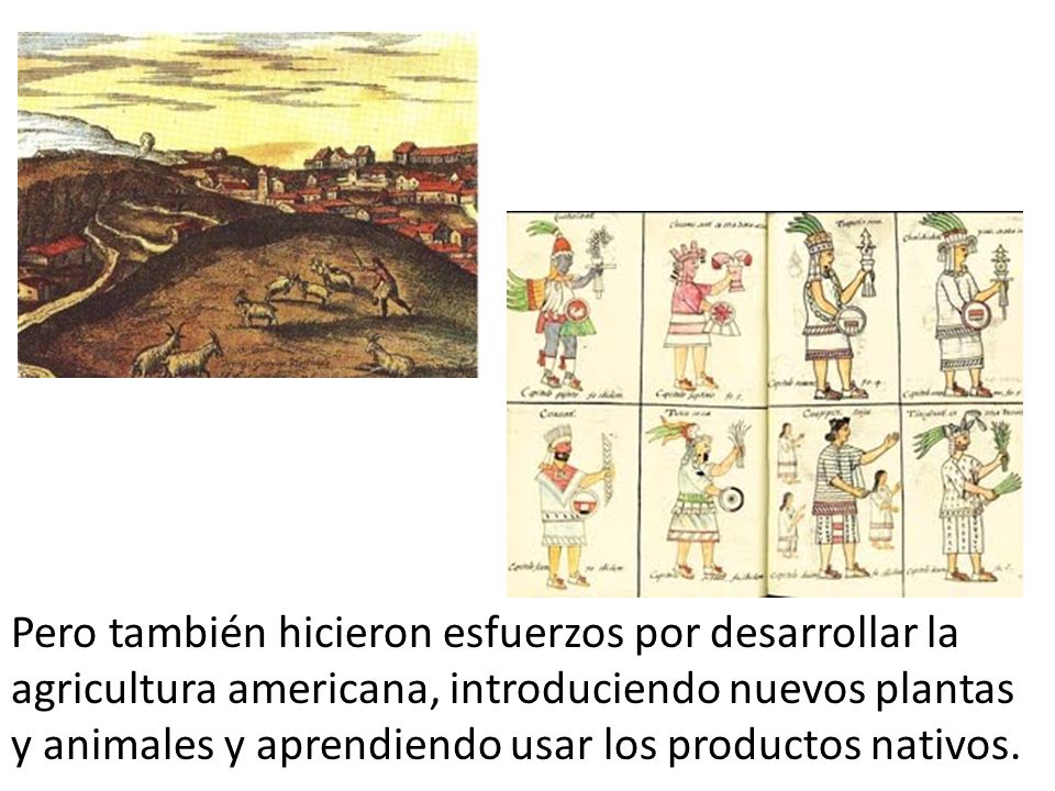Pero también hicieron esfuerzos por desarrollar la agricultura americana, introduciendo nuevos plantas y animales y aprendiendo usar los productos nativos.