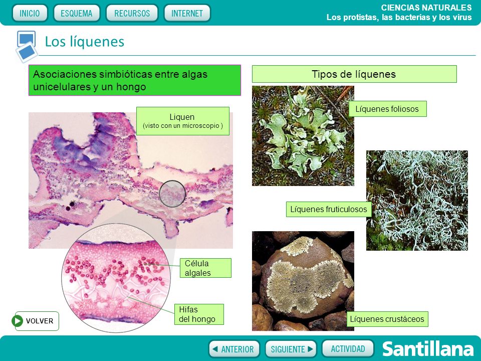 Los líquenes Asociaciones simbióticas entre algas unicelulares y un hongo. Tipos de líquenes. Líquenes foliosos.