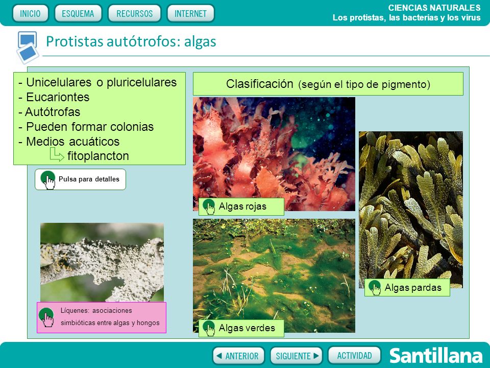 Clasificación (según el tipo de pigmento)