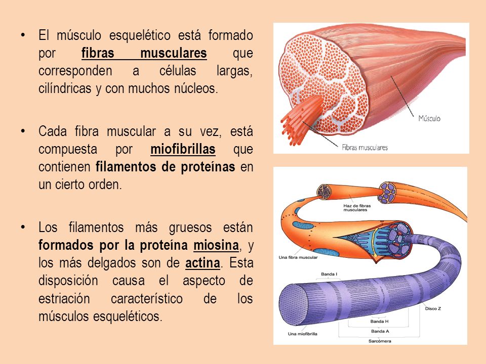 El músculo esquelético está formado por fibras musculares que corresponden a células largas, cilíndricas y con muchos núcleos.
