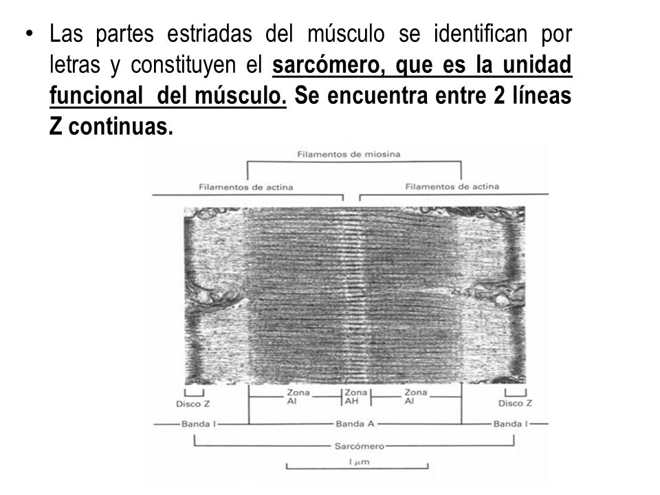Las partes estriadas del músculo se identifican por letras y constituyen el sarcómero, que es la unidad funcional del músculo.