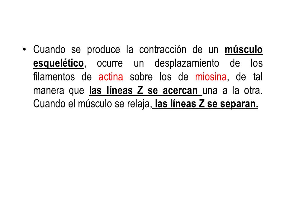 Cuando se produce la contracción de un músculo esquelético, ocurre un desplazamiento de los filamentos de actina sobre los de miosina, de tal manera que las líneas Z se acercan una a la otra.