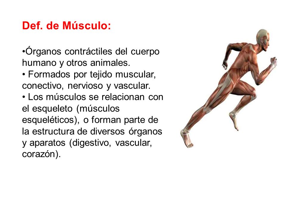 Def. de Músculo: Órganos contráctiles del cuerpo humano y otros animales. Formados por tejido muscular, conectivo, nervioso y vascular.