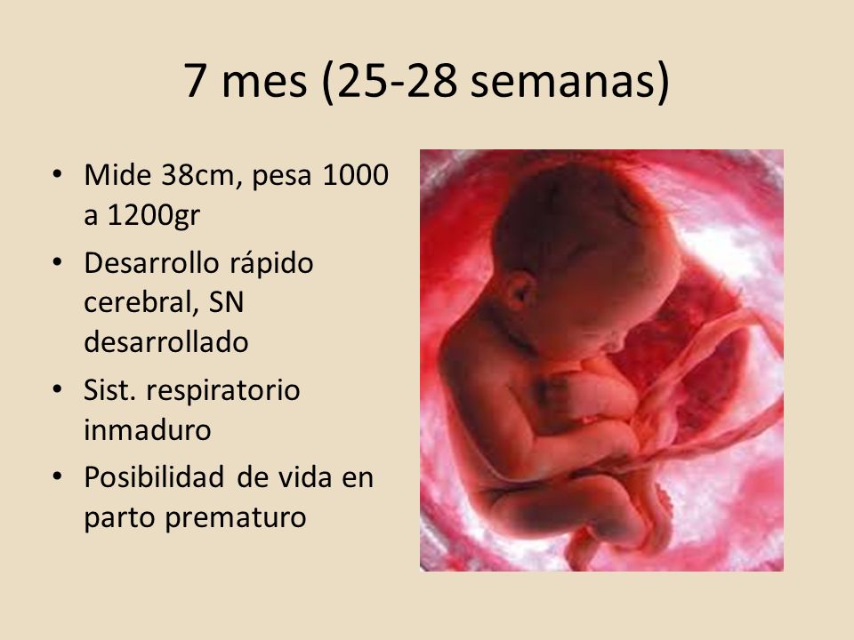 Trimestres Del Embarazo Ppt Video Online Descargar