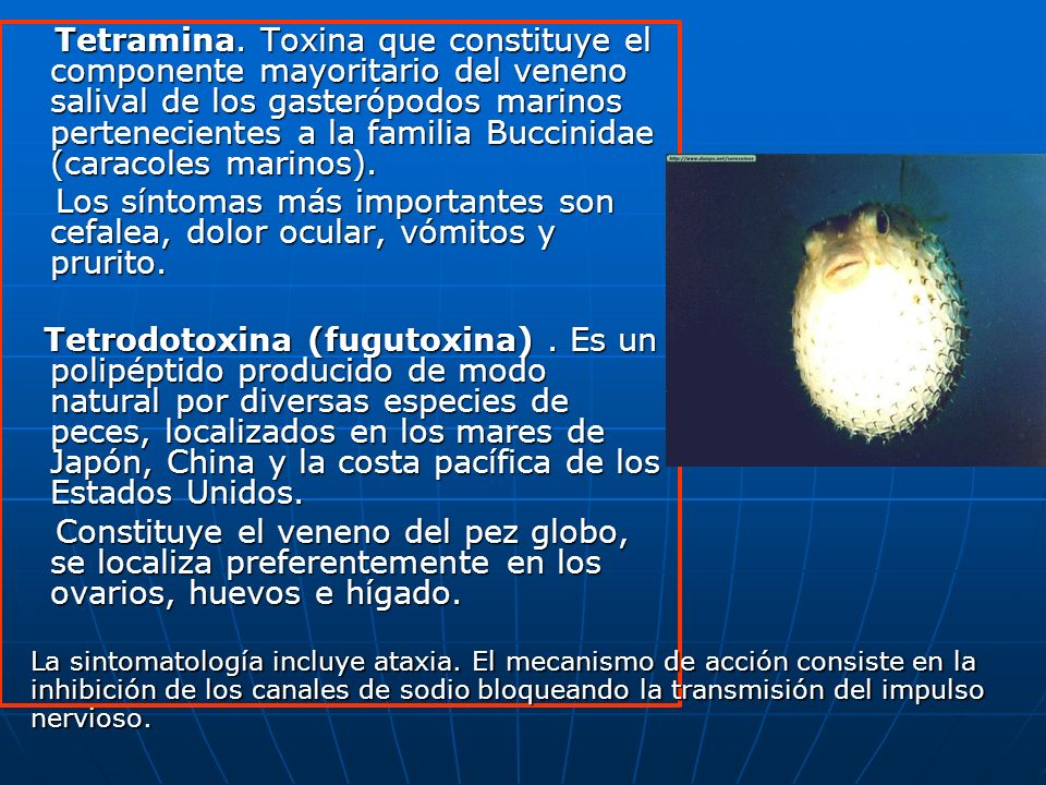 Tetramina. Toxina que constituye el componente mayoritario del veneno salival de los gasterópodos marinos pertenecientes a la familia Buccinidae (caracoles marinos).