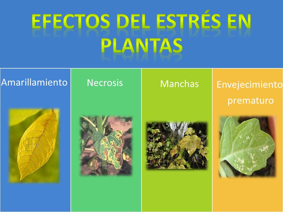 Efectos del estrés en plantas