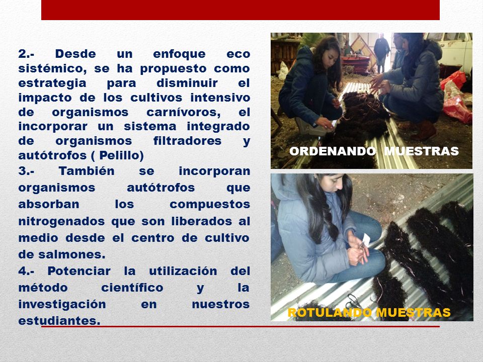 2.- Desde un enfoque eco sistémico, se ha propuesto como estrategia para disminuir el impacto de los cultivos intensivo de organismos carnívoros, el incorporar un sistema integrado de organismos filtradores y autótrofos ( Pelillo)