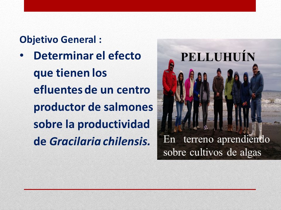 Objetivo General : Determinar el efecto que tienen los efluentes de un centro productor de salmones sobre la productividad de Gracilaria chilensis.