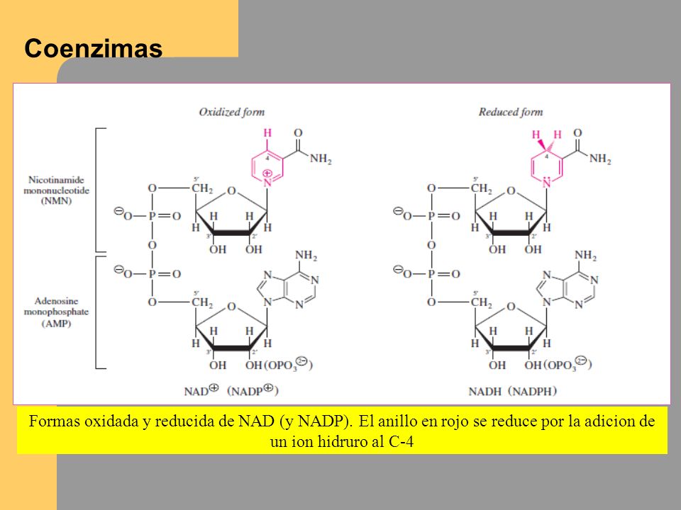Coenzimas Formas oxidada y reducida de NAD (y NADP).