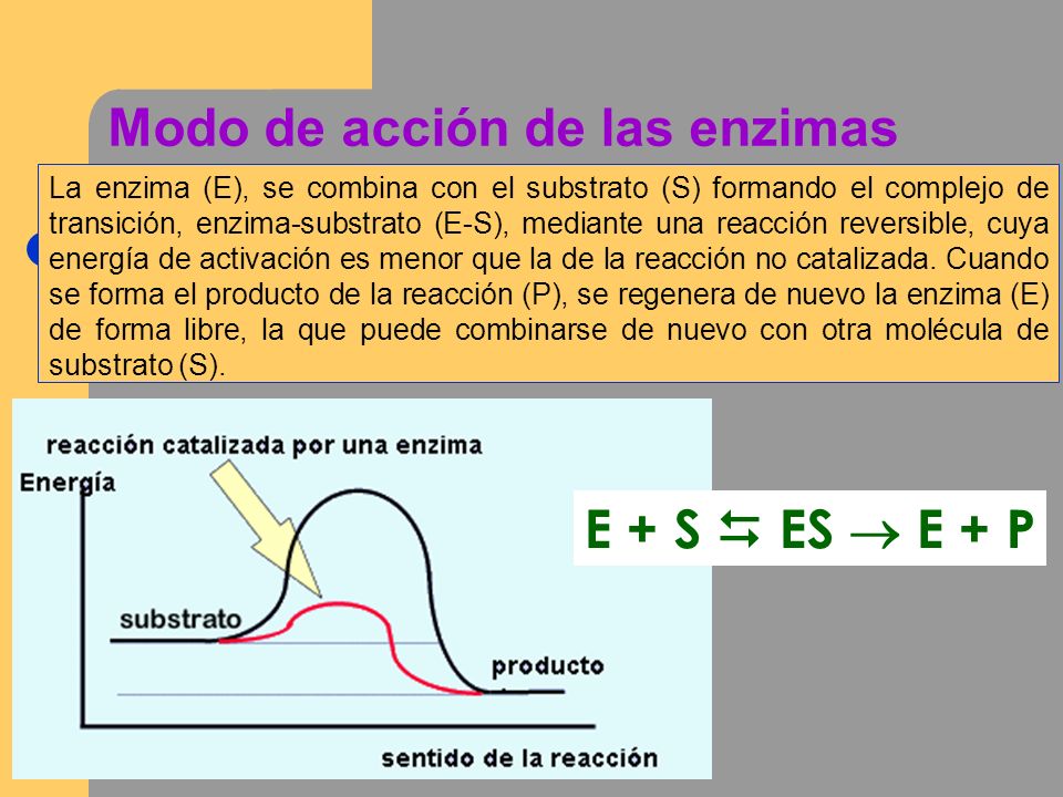 Modo de acción de las enzimas