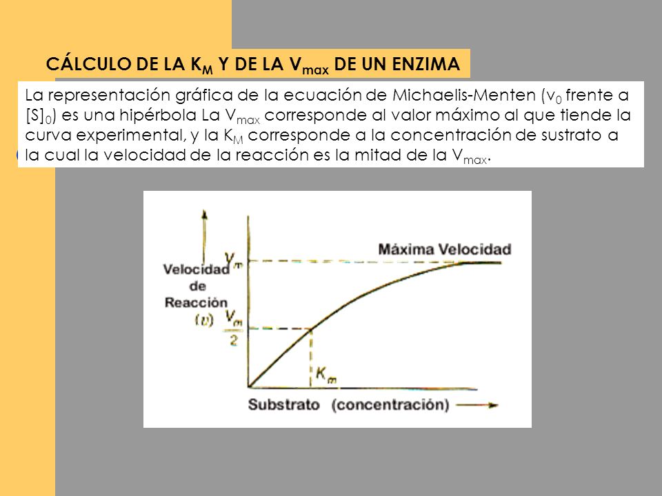 CÁLCULO DE LA KM Y DE LA Vmax DE UN ENZIMA